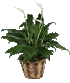 Click Here