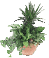 Click Here